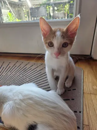 Pickles =^.^=