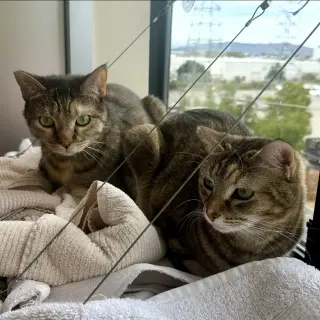 Pookie & Angel