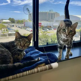 Pookie & Angel