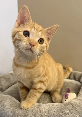 Kat