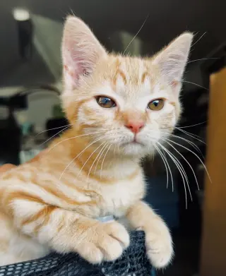 Kat