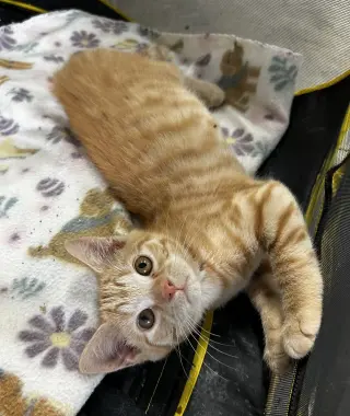Kat