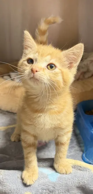 Kat