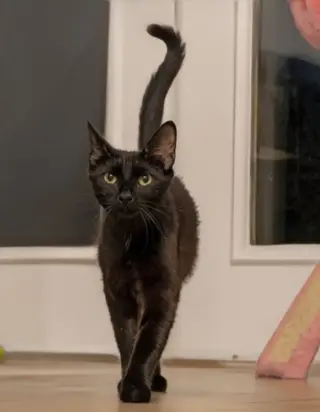 Mama Indigo