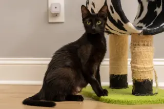Mama Indigo