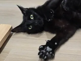 Mama Indigo