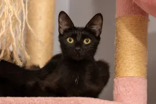 Mama Indigo