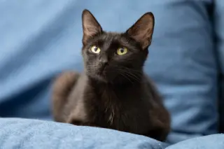 Mama Indigo