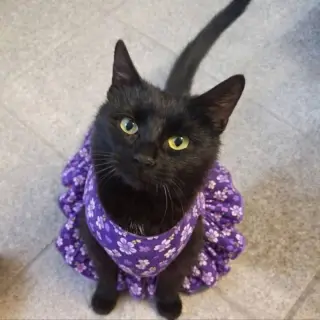 Mama Indigo
