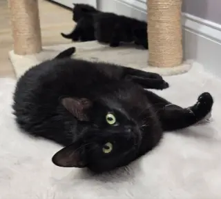 Mama Indigo