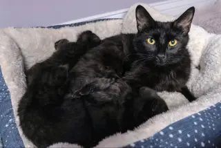 Mama Indigo