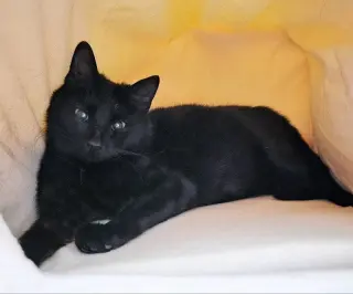 Mama Indigo