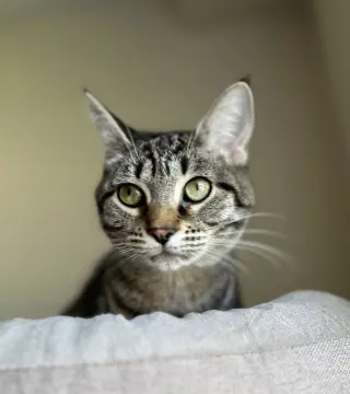 Bonnie