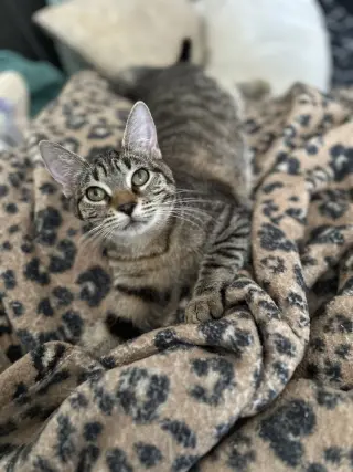 Bonnie