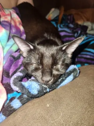 Velour