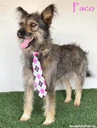 Paco