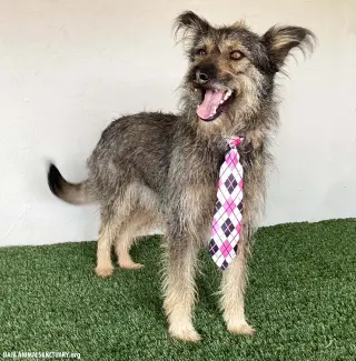 Paco
