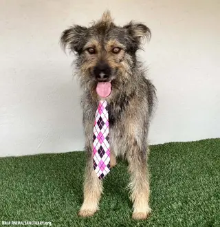 Paco