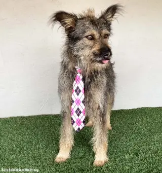 Paco