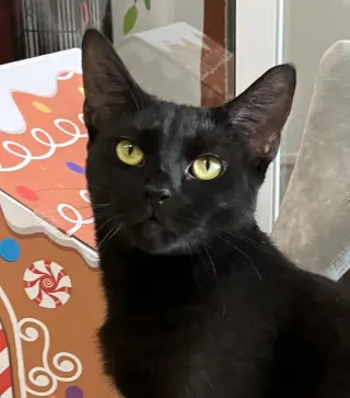 Indigo