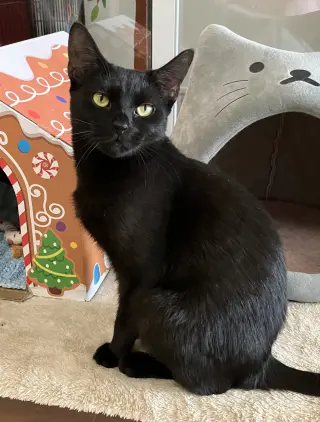 Indigo