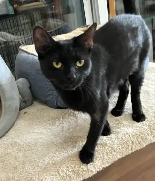 Indigo