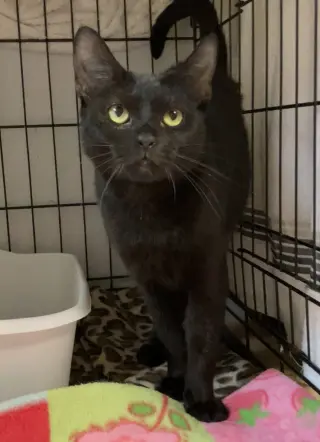 Indigo