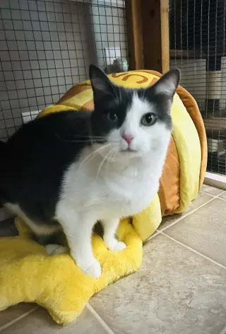 Tippy