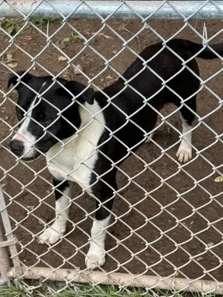 Chance (2yo, 51lbs)