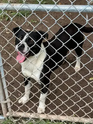Chance (2yo, 51lbs)