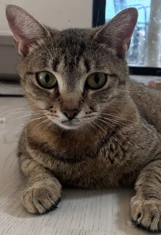 Marinara