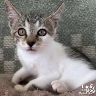Tiny Kit Kat