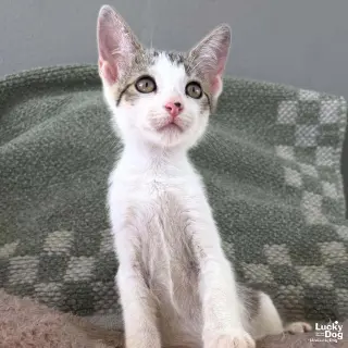 Tiny Snickers
