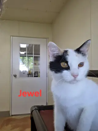 Jewel