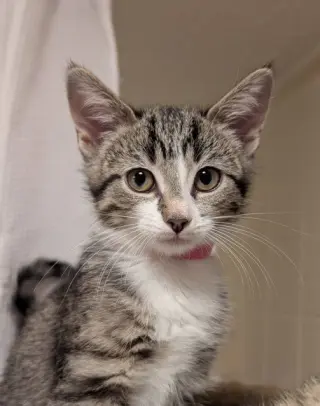 Mochi