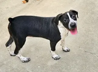 Colby