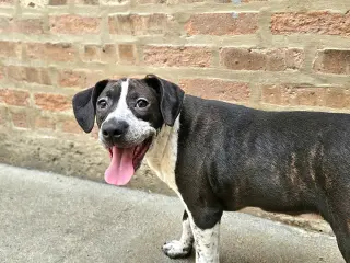 Colby