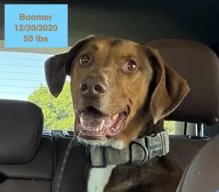 Boomer