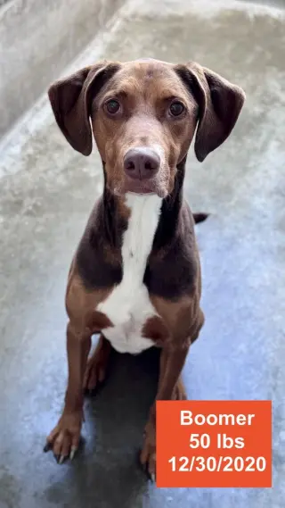 Boomer
