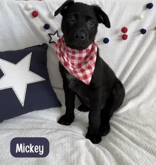 Mickey