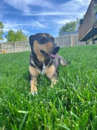Luna - Courtesy Post