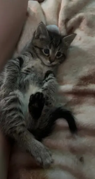 Willow