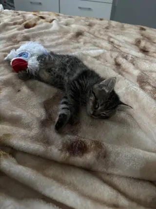 Willow