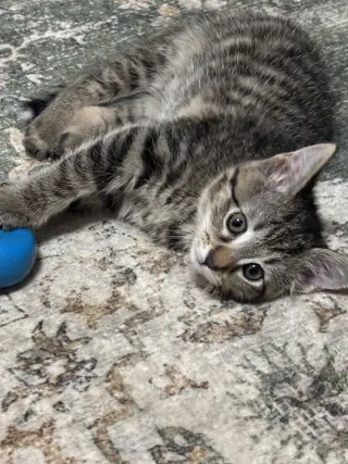 Willow