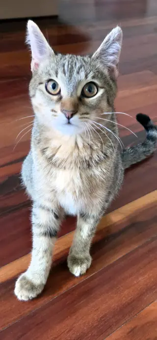 Cookie Dough