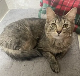 Rosie