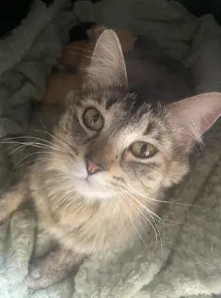 Rosie