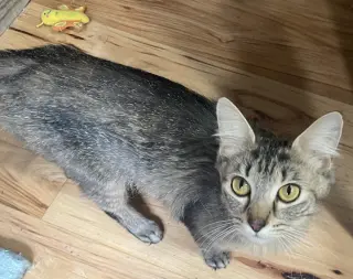 Rosie
