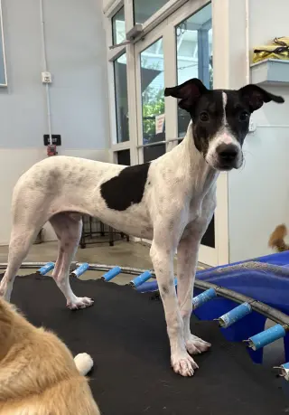 Scout