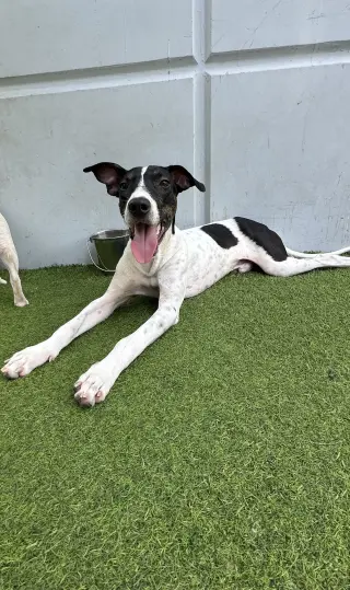 Scout